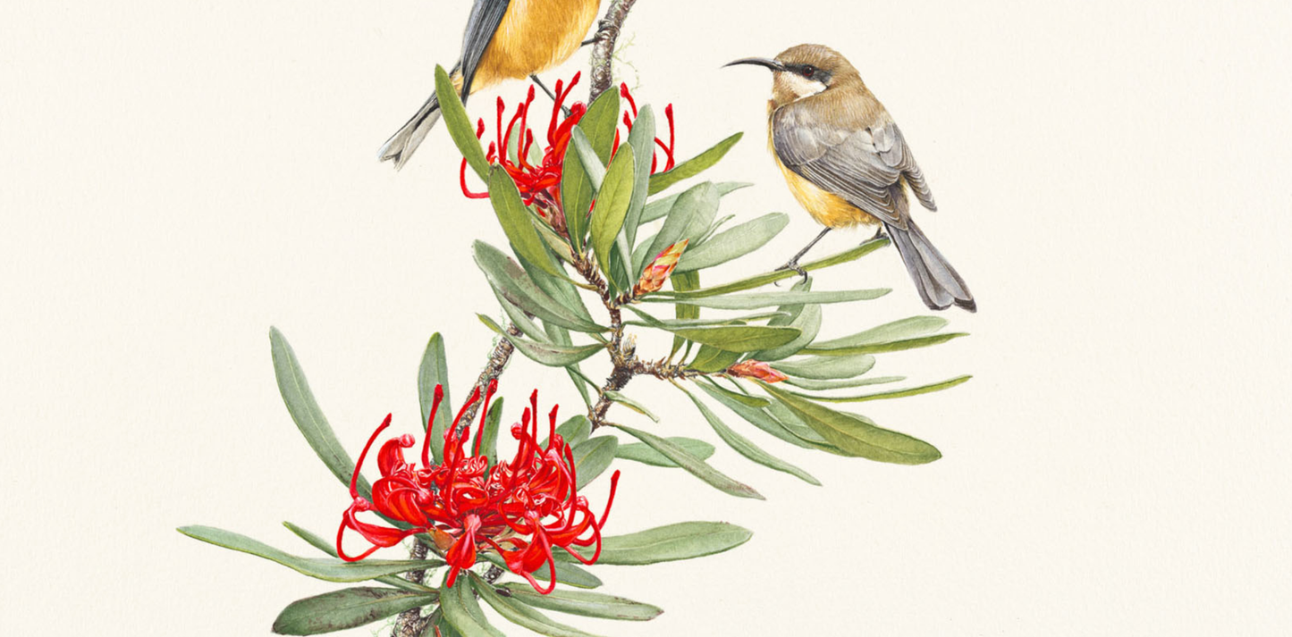 'Eastern Spinebills & Tasmanian Waratah' limited edition print from original painting by Belinda Kurczok
