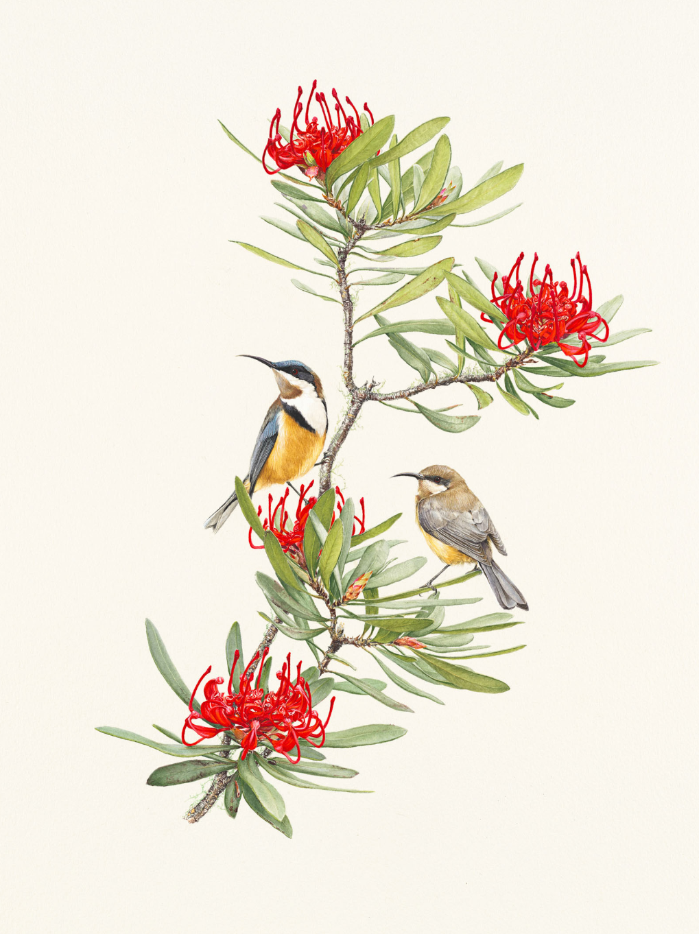 'Eastern Spinebills & Tasmanian Waratah' limited edition print from original painting by Belinda Kurczok