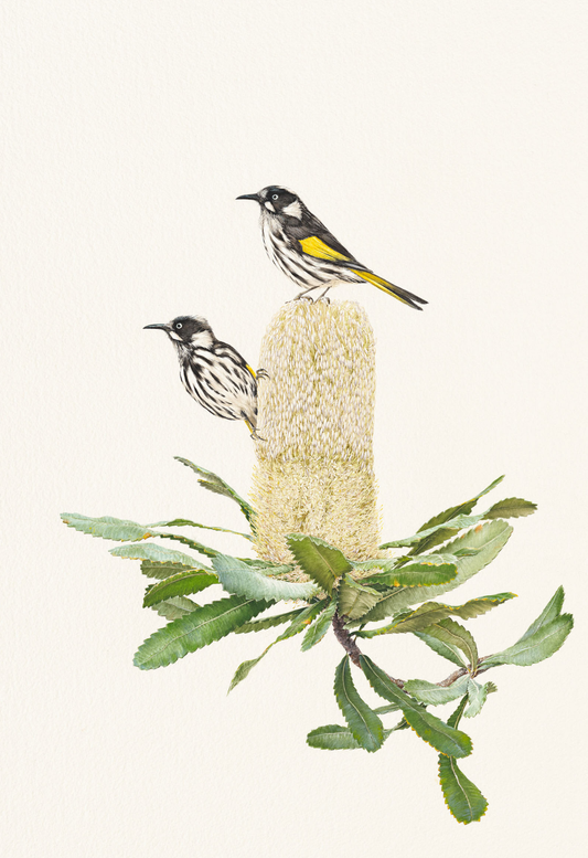 'New Holland Honeyeaters on Banksia Serrata' limited edition print from original painting by Belinda Kurczok