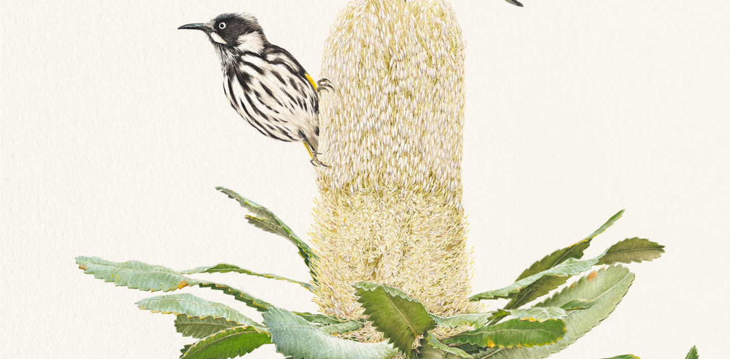 'New Holland Honeyeaters on Banksia Serrata' limited edition print from original painting by Belinda Kurczok