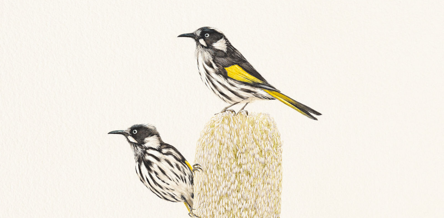 'New Holland Honeyeaters on Banksia Serrata' limited edition print from original painting by Belinda Kurczok