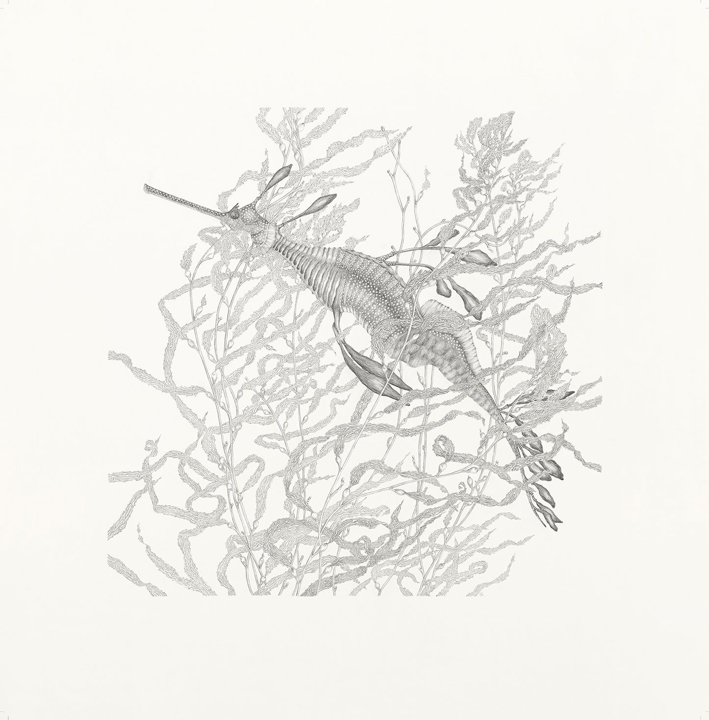 Amanda Walker ~ Weedy Seadragon Macrocystis pyrifera habitat (endangered) artwork