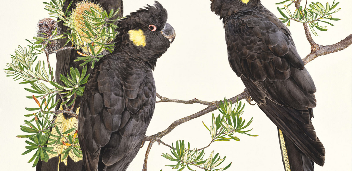 'Yellow-Tailed Black Cockatoos – Three' limited edition print from original painting by Belinda Kurczok
