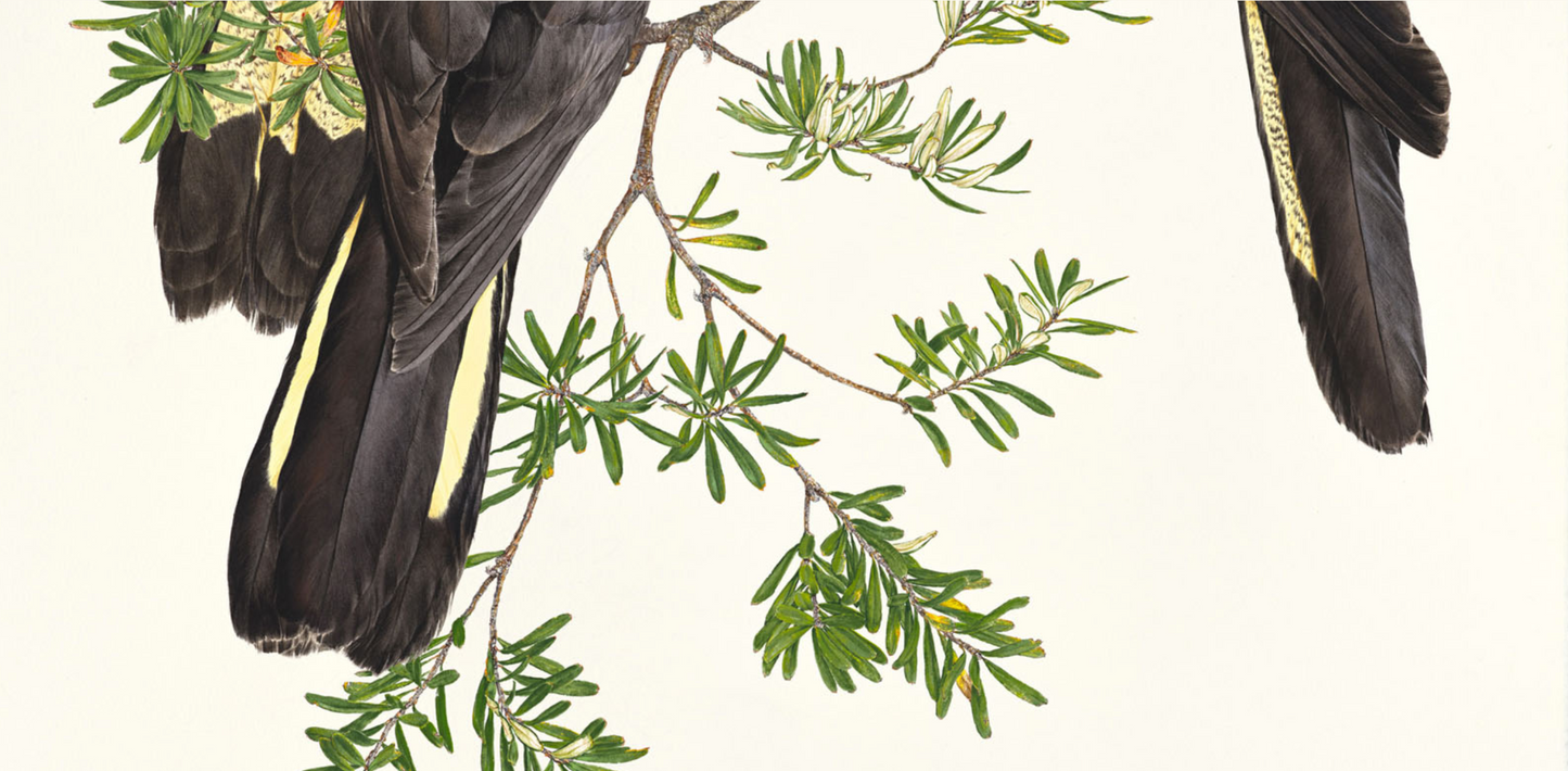 'Yellow-Tailed Black Cockatoos – Three' limited edition print from original painting by Belinda Kurczok