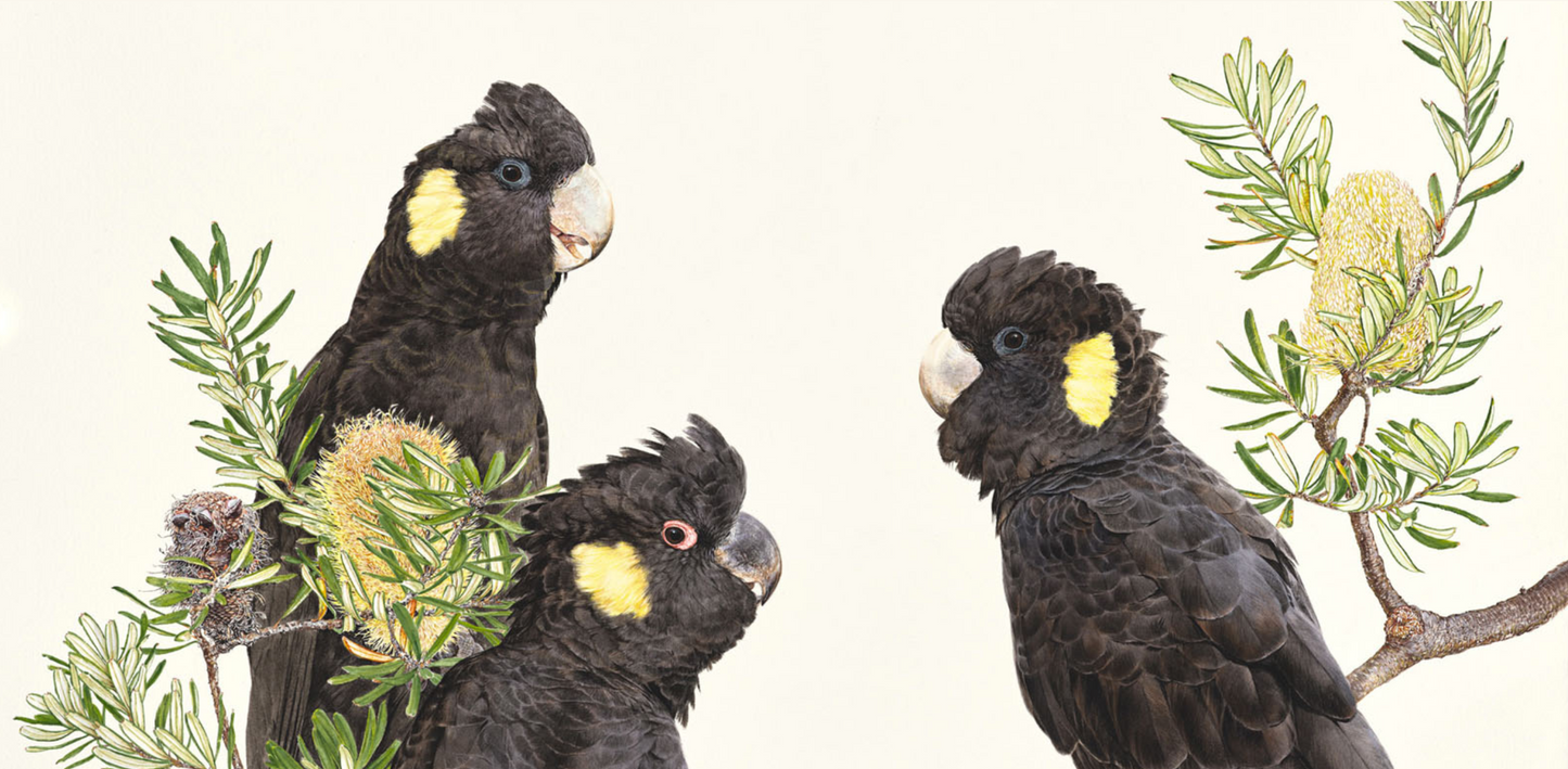 'Yellow-Tailed Black Cockatoos – Three' limited edition print from original painting by Belinda Kurczok