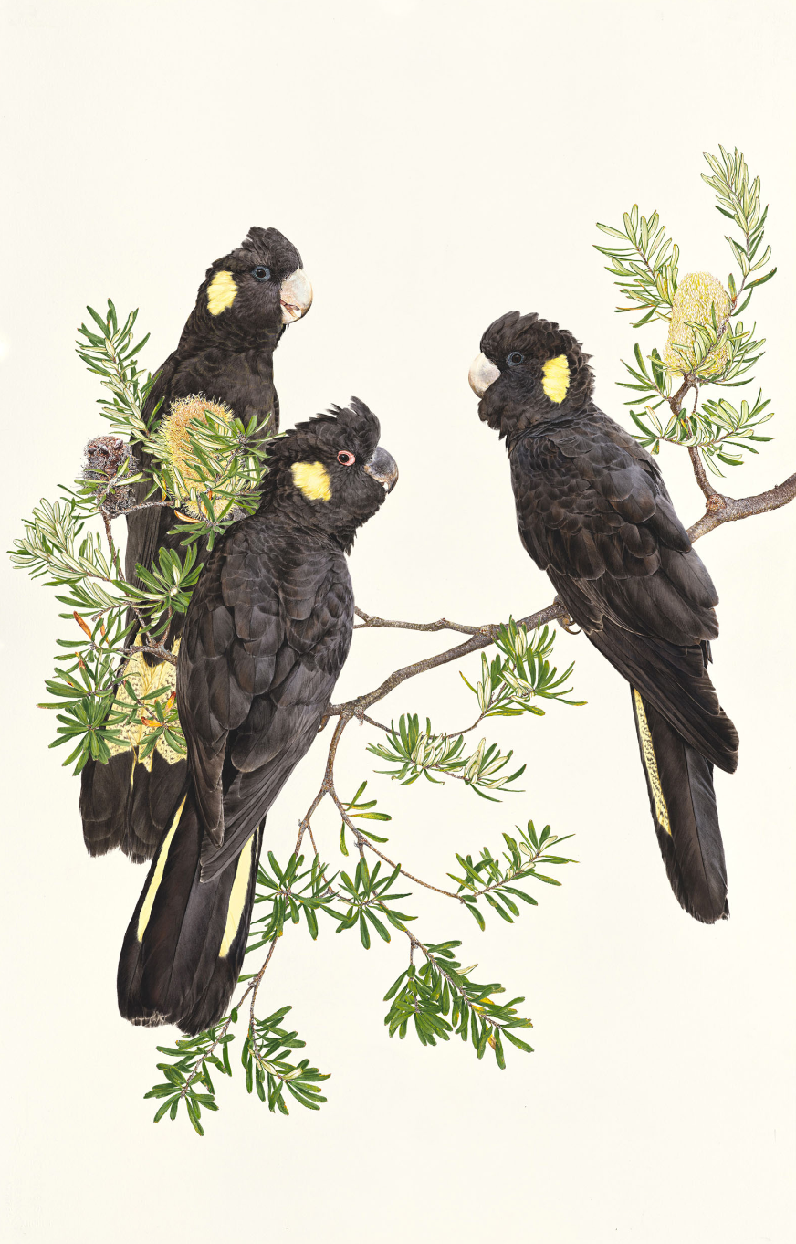 'Yellow-Tailed Black Cockatoos – Three' limited edition print from original painting by Belinda Kurczok