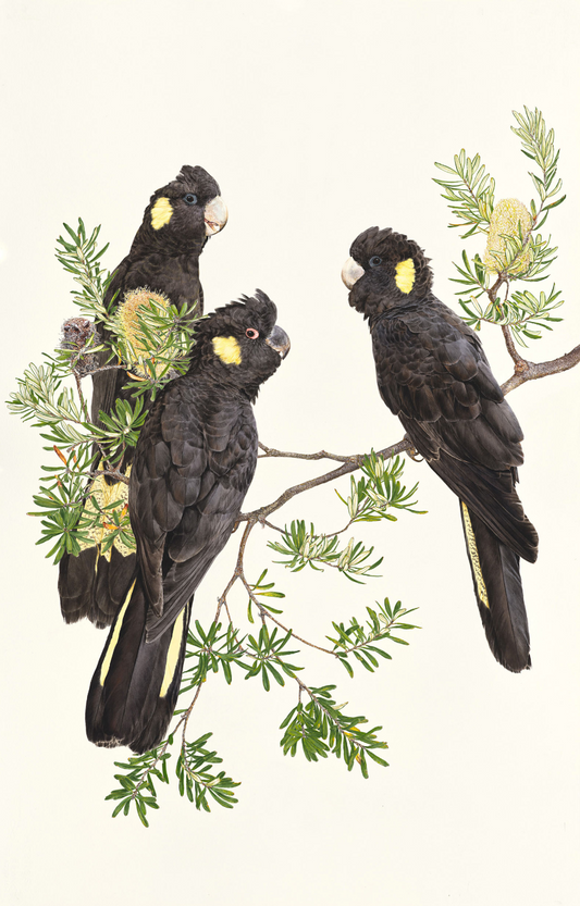 'Yellow-Tailed Black Cockatoos – Three' limited edition print from original painting by Belinda Kurczok