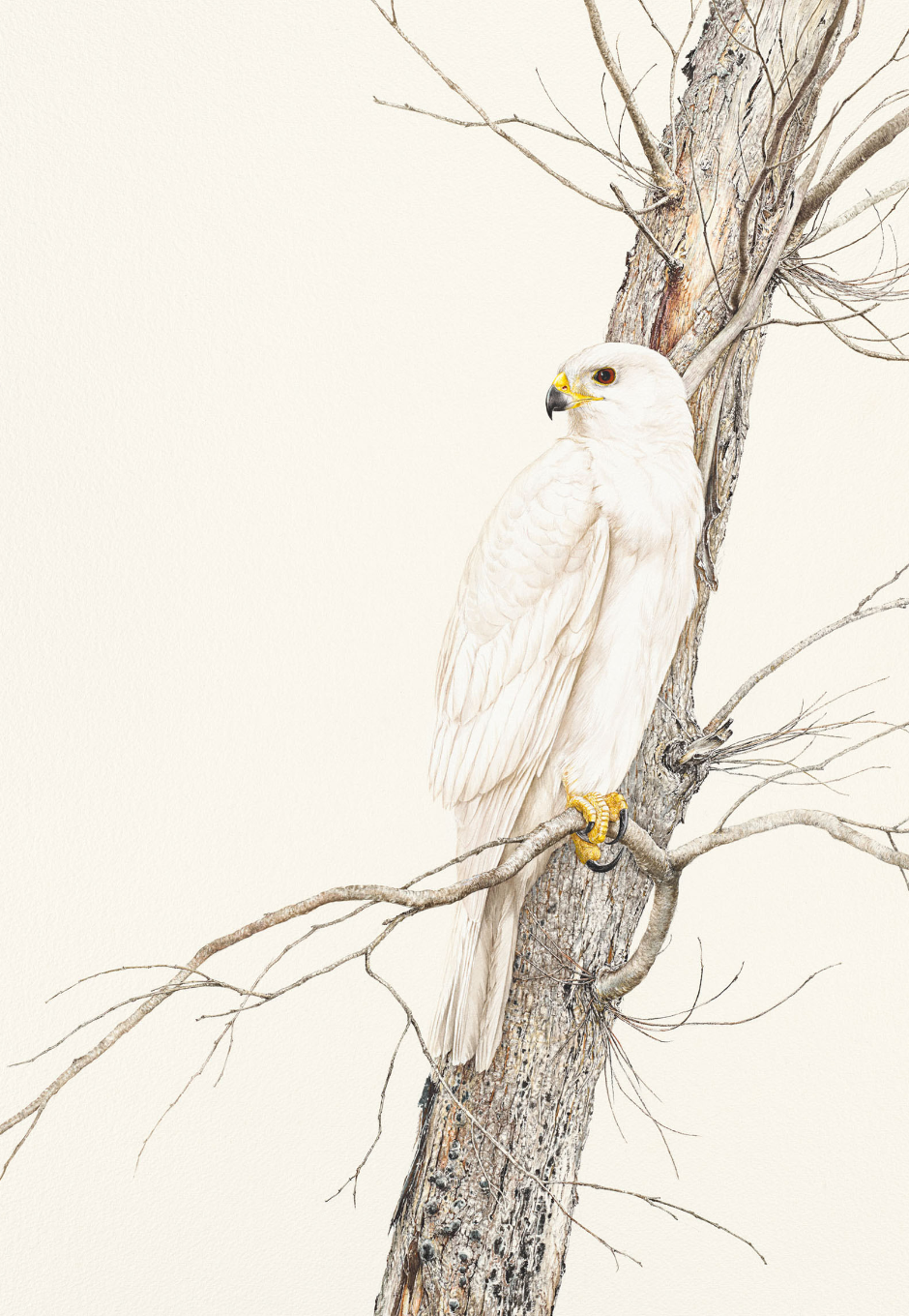 'Grey Goshawk – White Morph' limited edition print from original painting by Belinda Kurczok