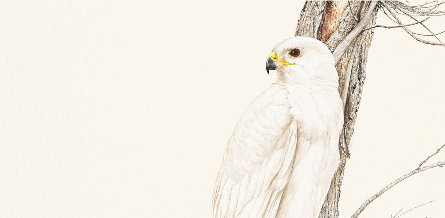 'Grey Goshawk – White Morph' limited edition print from original painting by Belinda Kurczok