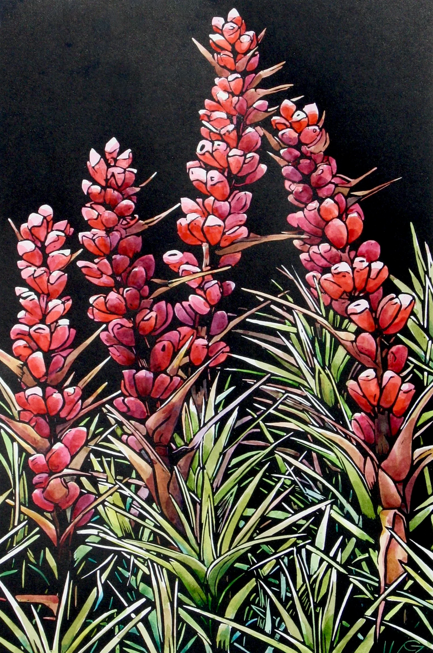 ‘Pink Scoparia’ - original handpainted linoprint artwork by Grace Gladdish (framed)