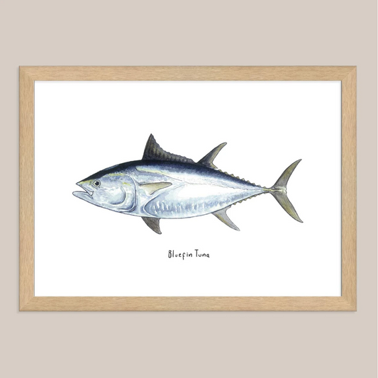 Bluefin Tuna Print by Bobby Seaford
